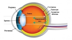 Ako vidieť mačky: tajomstvo a vlastnosti vnímania zvierat okolitého sveta