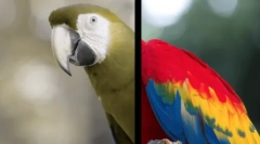 Ako pozorujú psy na svete