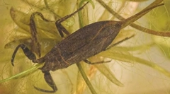 Ako vodný škorpión dýcha pod vodou?