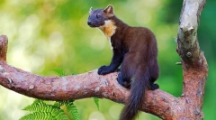 Ako vyzerá kábel (foto): virtuoso forest predator