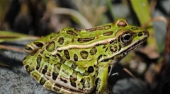 Ako vyzerá leopard frog?