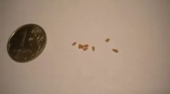 Čo hľadáte pri analýze výkalov červov