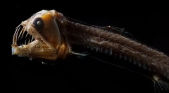 Ako vyzerajú najhoršie morské tvory (foto)