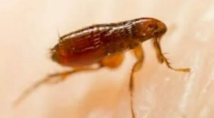 Čo vyzerá bluff ubije na muža