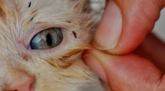 Ako odstrániť blchy v mačke doma