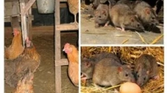 Ako priniesť potkany v kôlni?