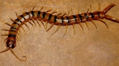 Ako obhajovať kentuccian multikacies?