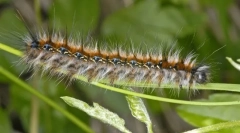 Ako žijú caterpillar caterpants?