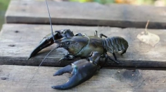 Ako žiť raky a kraby