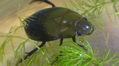 Ako topánka chrobáka dýcha pod vodou?