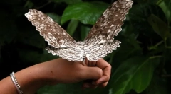 Čo je motýľ najväčší?