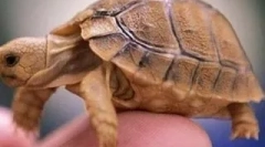 Čo je tvoja korytnačka?