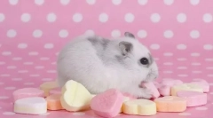 Aké jedlo je zakázané škrečka?