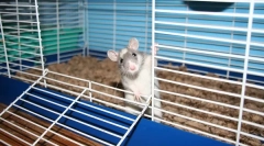 Ktorá bunka je potrebná pre potkana, veľkosti, ako sa to urobiť