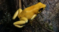 Aký druh žaby je najviac jedovatý?