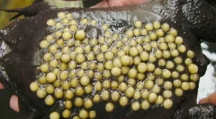 Čo žaba vyliahne jeho potomstvo na chrbte?