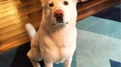 Aké plemeno glukózy psov