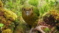 Kakapo: good-natured parrot, podobne ako ol (9 fotografií)