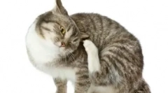 Aké antihistaminiká sa používajú na liečbu mačiek