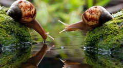 Čo sú mäkkýšky?