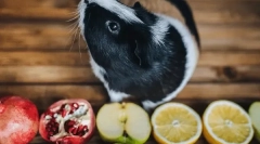 Aké ovocie a bobule jedia morča