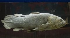 Ktoré z slávnych živých bytostí najstaršie?