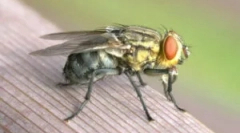 Čo muchy a prečo uhryznúť?