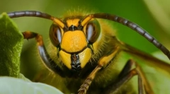 Čo hmyz pomohol ľuďom vymýšľať papier?