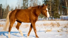 Aké zmysly sú vyvinuté na koni?