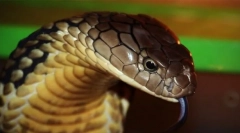 To, čo sa domáce zvieratá od roku 2020 ukážu, aby boli zakázané