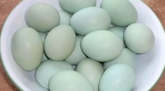 Ktoré plemená kurčiat sú modré a zelené vajcia