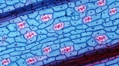 Aké výhody dávajú bunkovú štruktúru živým organizmom?