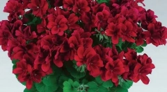 Aké rastliny sú jedovaté pre vašu mačku: nenechajte svoje domovy