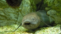 Od staroveku existujú moderné druhy rýb?