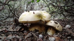 Aké sú kráľovstvo živých bytostí?