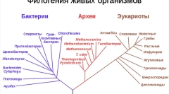 Aké sú krvinky živých bytostí?