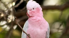 Aké druhy papagájov hovoria lepšie ako všetko