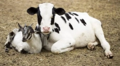 Aké zvieratá sa objavili pred súdom?