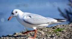 Čo vtáky volajú morské a prečo?