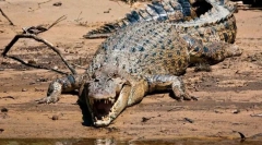 Čo plaz je najväčší?