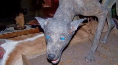 Aké zvláštne zviera sa bojí obyvateľov južnej ameriky?