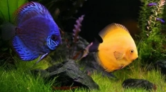 Aké zviera sa môže začať namiesto mačky a psa