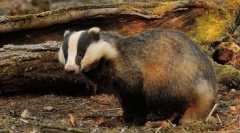 Aký druh zvieraťa je najviac dom?