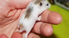 Ktorý škrečok je lepšie urobiť pre seba a dieťa, ako si vybrať