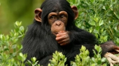 Aký je najbližší príbuzný človek vo svete zvierat?