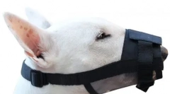 Čo je papuľa lepšia pre psa a ako si ho vybrať