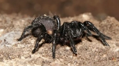 Aký pavúk je najviac jedovatý?