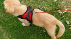 Čo je to vodítko lepšie pre psa: názor odborníka