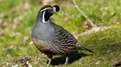 California quail