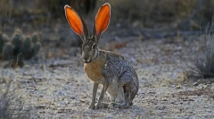 Kalifornia hare